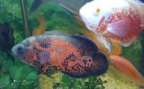 地圖魚有哪些品種？地圖魚怎么樣？