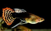 鳳尾魚有哪些風(fēng)水學(xué)應(yīng)用？鳳尾魚的魚缸如何擺放？