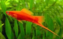 紅箭魚(yú)的魚(yú)缸擺放位置-紅箭魚(yú)的風(fēng)水學(xué)應(yīng)用