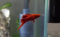 紅箭魚的品種介紹-紅箭魚怎么樣？