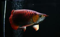紅龍魚的如何養(yǎng)護(hù)？養(yǎng)紅龍魚好嗎？