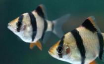 虎皮魚的魚缸怎么擺放？虎皮魚的風(fēng)水學(xué)應(yīng)用