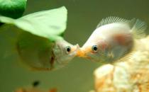 接吻魚怎么樣？接吻魚是什么？