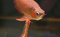 龍魚如何養(yǎng)護？龍魚是什么？