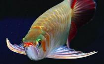 龍魚(yú)的風(fēng)水學(xué)應(yīng)用有哪些？