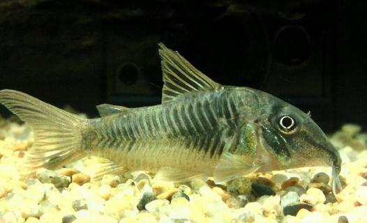 鼠魚(yú)的風(fēng)水學(xué)應(yīng)用-鼠魚(yú)的魚(yú)缸擺放位置