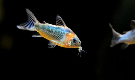 鼠魚怎么樣？鼠魚的品種介紹