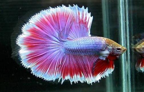 泰國斗魚的價格-泰國斗魚怎么養(yǎng)？