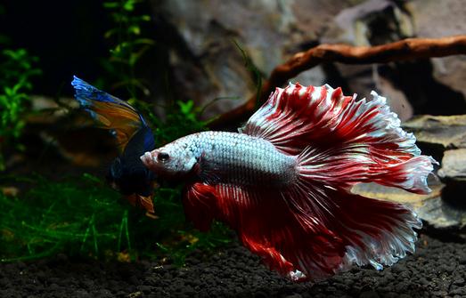 泰國斗魚怎么樣？泰國斗魚的品種介紹