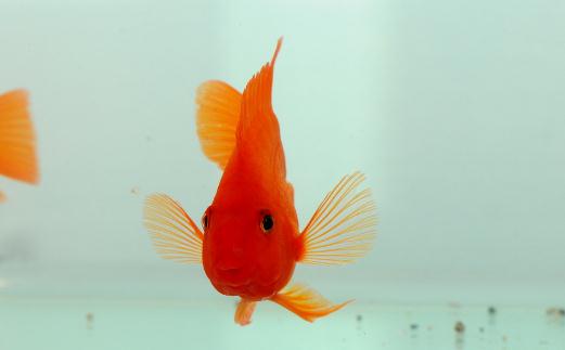 血鸚鵡的風(fēng)水學(xué)應(yīng)用有哪些？