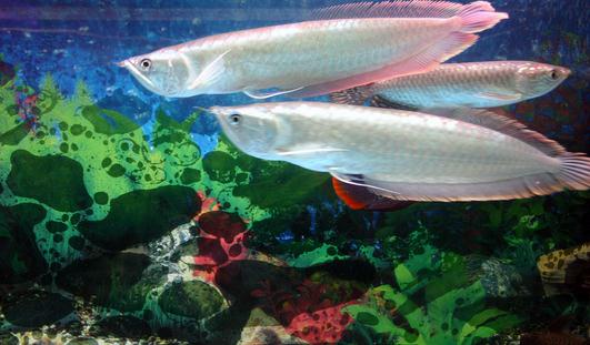 銀龍魚怎么樣？銀龍魚有哪些品種？