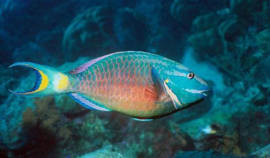 鸚哥魚的風(fēng)水學(xué)應(yīng)用-鸚哥魚魚缸怎么擺放？