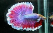 泰國斗魚的價(jià)格-泰國斗魚怎么養(yǎng)？