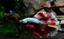 泰國(guó)斗魚怎么樣？泰國(guó)斗魚的品種介紹