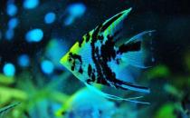 燕魚(yú)的風(fēng)水學(xué)應(yīng)用-燕魚(yú)的魚(yú)缸擺放位置