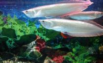 銀龍魚(yú)怎么樣？銀龍魚(yú)有哪些品種？