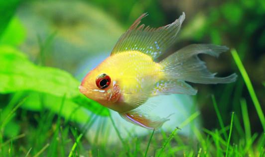 寶蓮燈魚是怎樣的？寶蓮燈魚怎么養(yǎng)？
