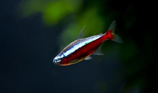 寶蓮燈魚的飼養(yǎng)環(huán)境-寶蓮燈魚如何繁殖？
