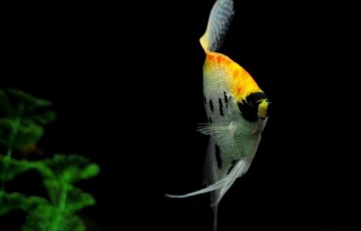 玻璃神仙魚怎么養(yǎng)？玻璃神仙魚的飼養(yǎng)環(huán)境