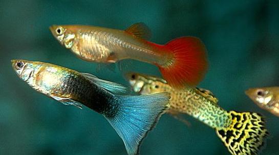 孔雀魚是什么？孔雀魚怎么養(yǎng)？