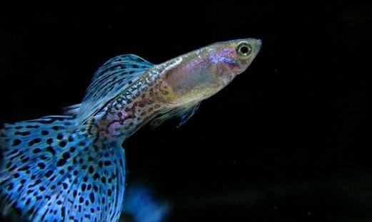 孔雀魚的飼養(yǎng)環(huán)境-孔雀魚如何飼養(yǎng)？
