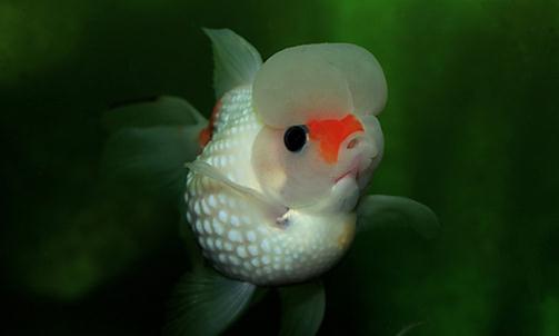 彩色球形珍珠金魚如何進行性別區(qū)分？