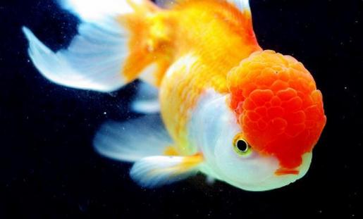 彩色球形珍珠金魚(yú)怎么養(yǎng)？彩色球形珍珠金魚(yú)換水