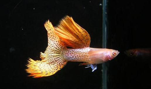 草尾孔雀魚對(duì)顏色的要求-草尾孔雀魚是怎樣的？