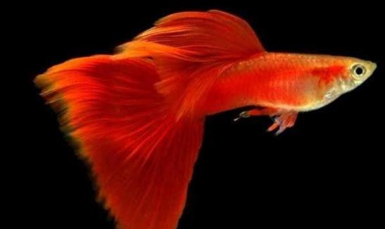 草尾孔雀魚怎么養(yǎng)？草尾孔雀魚的成長(zhǎng)繁殖