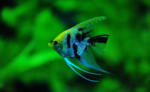 大神仙魚(yú)的飼養(yǎng)環(huán)境-大神仙魚(yú)如何繁殖？