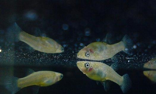 大眼燈鳉如何繁殖？大眼燈鳉的飼養(yǎng)環(huán)境