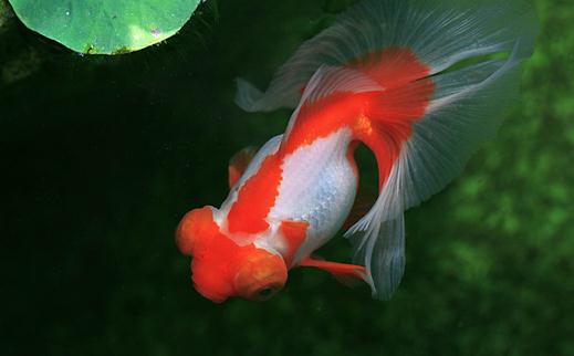 蝶尾金魚是什么？蝶尾金魚多少錢能買到？