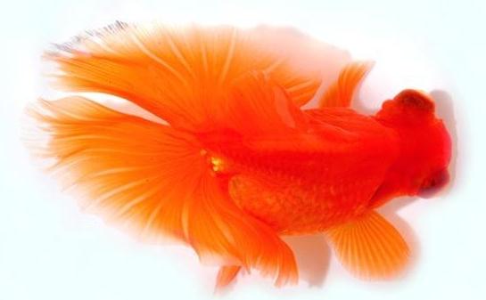 蝶尾金魚如何繁殖？蝶尾金魚怎么養(yǎng)？