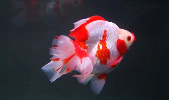 短尾琉金魚(yú)怎么養(yǎng)？短尾琉金魚(yú)的品種有哪些？