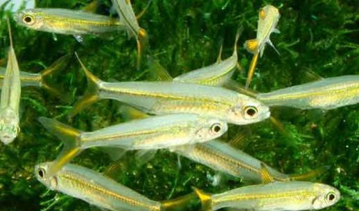 二線藍(lán)眼燈魚是什么？二線藍(lán)眼燈魚怎么養(yǎng)？
