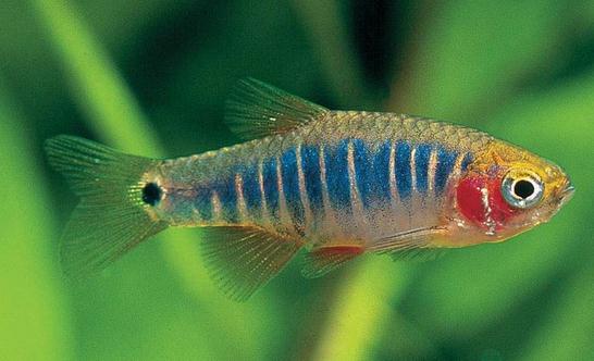 二線藍(lán)眼燈魚(yú)怎么繁殖？二線藍(lán)眼燈魚(yú)飼養(yǎng)環(huán)境