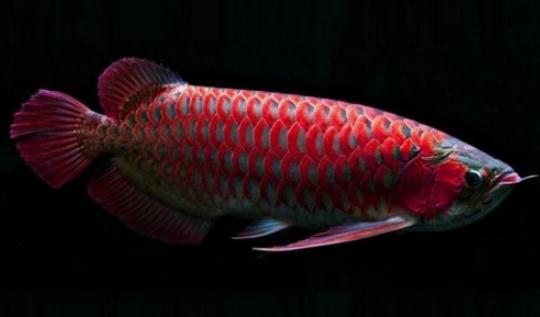 非洲龍魚(yú)怎么養(yǎng)？非洲龍魚(yú)的飼養(yǎng)環(huán)境