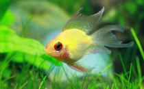 寶蓮燈魚是怎樣的？寶蓮燈魚怎么養(yǎng)？