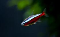 寶蓮燈魚的飼養(yǎng)環(huán)境-寶蓮燈魚如何繁殖？