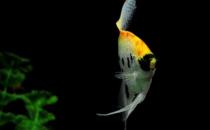 玻璃神仙魚(yú)怎么養(yǎng)？玻璃神仙魚(yú)的飼養(yǎng)環(huán)境