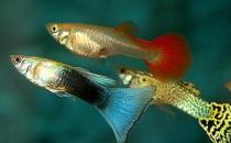 孔雀魚是什么？孔雀魚怎么養(yǎng)？