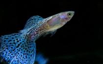 孔雀魚(yú)的飼養(yǎng)環(huán)境-孔雀魚(yú)如何飼養(yǎng)？