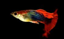 孔雀魚是如何繁殖的？