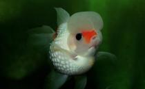 彩色球形珍珠金魚(yú)如何進(jìn)行性別區(qū)分？