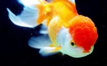 彩色球形珍珠金魚怎么養(yǎng)？彩色球形珍珠金魚換水