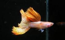 草尾孔雀魚對(duì)顏色的要求-草尾孔雀魚是怎樣的？