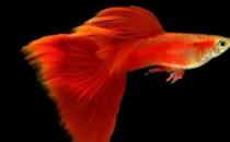 草尾孔雀魚(yú)怎么養(yǎng)？草尾孔雀魚(yú)的成長(zhǎng)繁殖