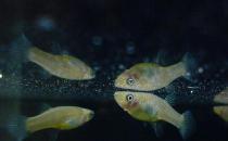 大眼燈鳉如何繁殖？大眼燈鳉的飼養(yǎng)環(huán)境