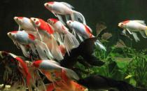 丹頂錦鯉的飼養(yǎng)環(huán)境要怎樣才好？