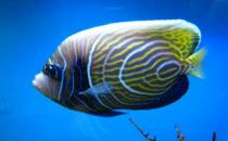帝王藍魚的簡介-帝王藍魚怎么養(yǎng)？